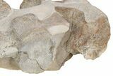 Four Fossil Plesiosaur (Thililua?) Vertebrae in Limestone - Morocco #166014-3